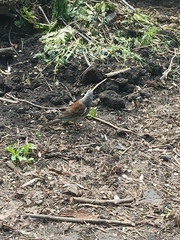 Turdus pilaris