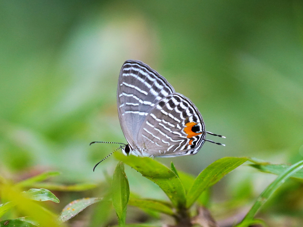 White Cerulean