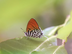Drupadia ravindra