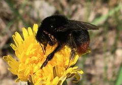 Bombus rupestris
