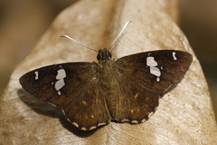 Celaenorrhinus fusca