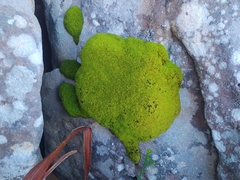 Hypodontium
