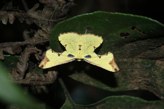 Corymica