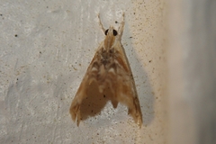 Glaphyriinae