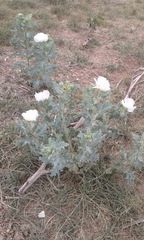 Argemone hispida