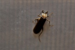 Podabrus flavicollis