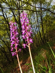 Orchis × penzigiana