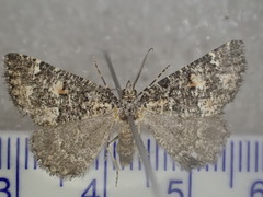 Lophothorax eremnopis