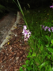 Orchis × penzigiana