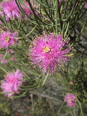 Melaleuca filifolia