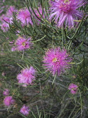 Melaleuca filifolia