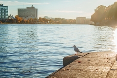 Chroicocephalus ridibundus