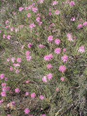 Melaleuca filifolia