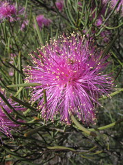Melaleuca filifolia