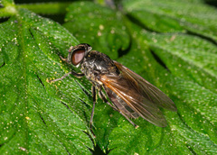 Cheilosia albitarsis