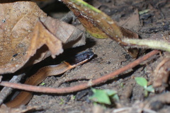 Sibynophis collaris