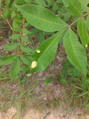 Phylloxera notabilis