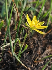 Gagea pauciflora