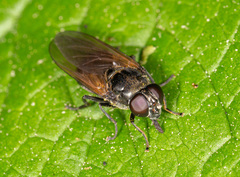 Cheilosia albitarsis