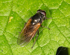 Cheilosia albitarsis