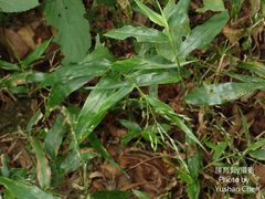 Ichnanthus pallens