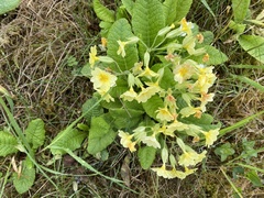 Primula × polyantha