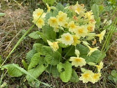 Primula × polyantha