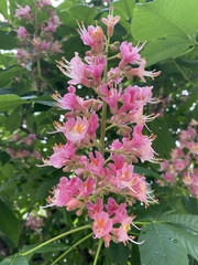 Aesculus × carnea
