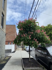 Aesculus × carnea