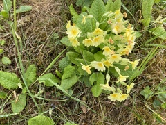 Primula × polyantha