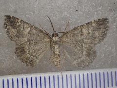 Lophothorax eremnopis