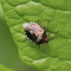 Menida