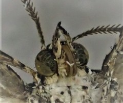 Lophothorax eremnopis