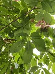 Aesculus × carnea