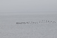 Melanitta perspicillata