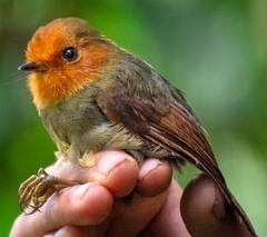 Pseudotriccus ruficeps