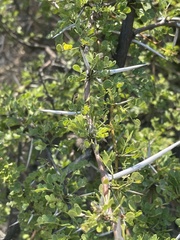 Vachellia nebrownii