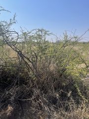 Vachellia nebrownii
