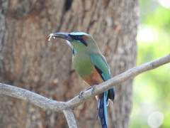 Eumomota superciliosa