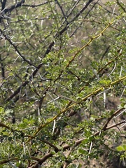 Vachellia nebrownii