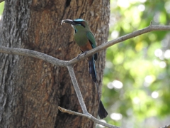 Eumomota superciliosa