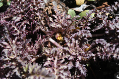 Pedicularis semibarbata