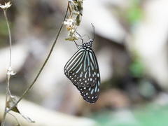 Ideopsis vulgaris