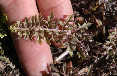 Pedicularis semibarbata