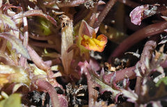 Pedicularis semibarbata