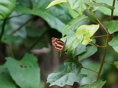 Lasippa monata