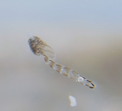 Nematocera
