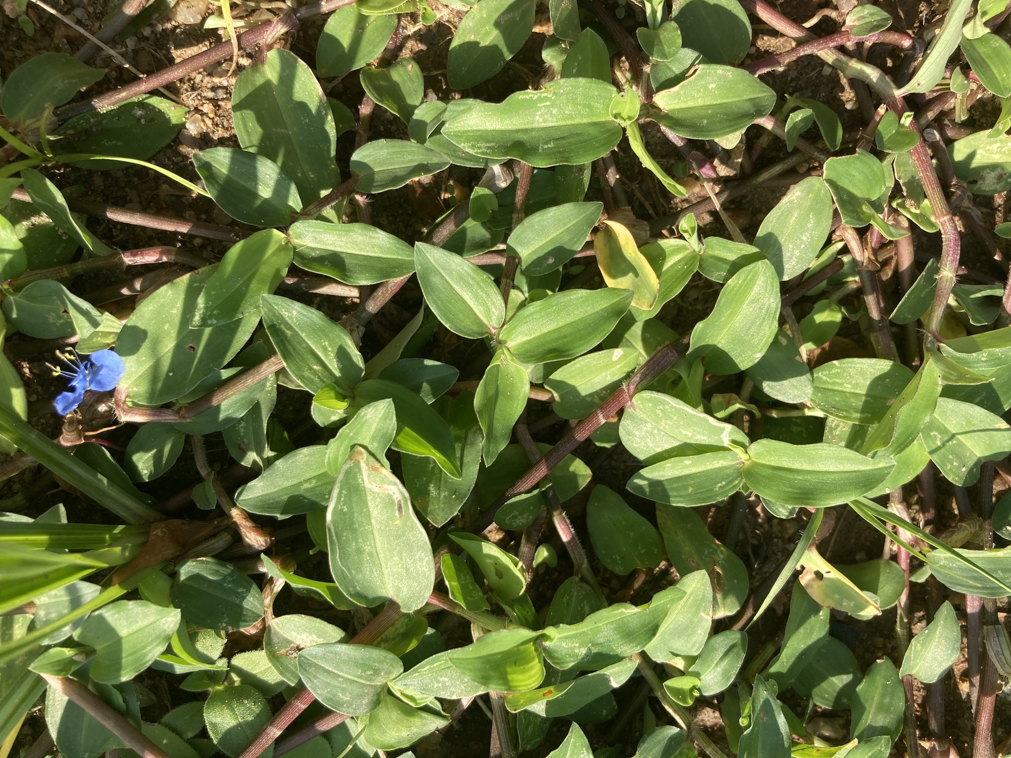 Commelina diffusa