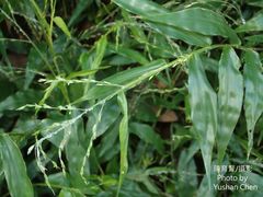 Ichnanthus pallens