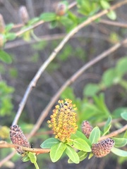 Salix kochiana